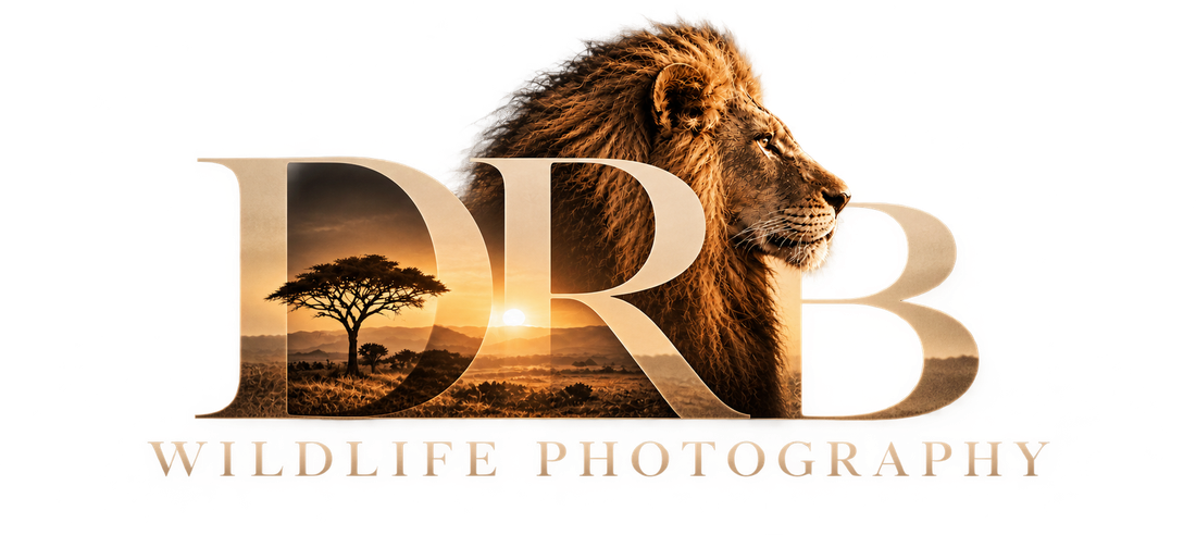 DRB Wildlife Photography